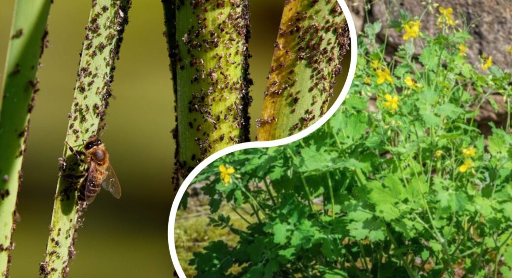 Не викидайте цю рослину з городу, бо це не бур’ян, а золото: 100 років її використовують у садівництві 