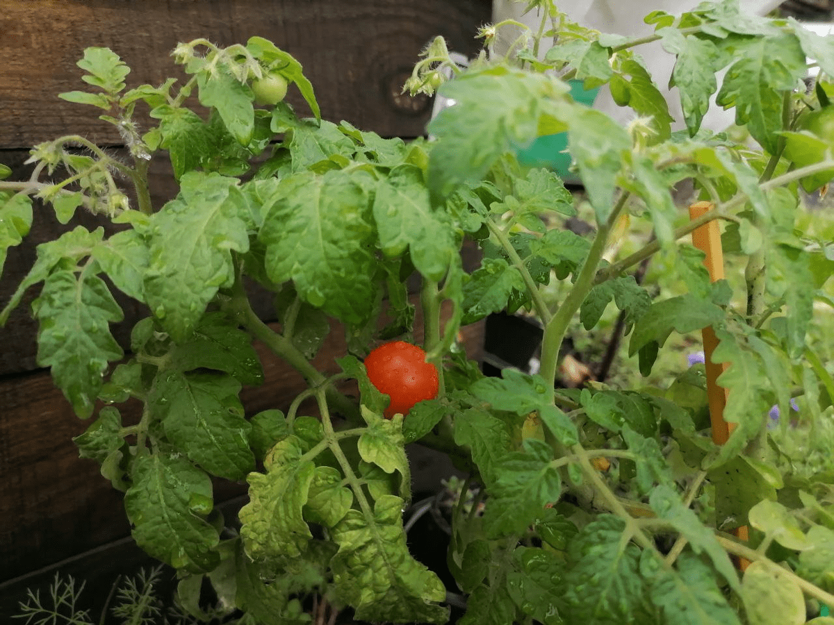 Експерти розповіли, як правильно підживлювати томати під час активного плодоношення