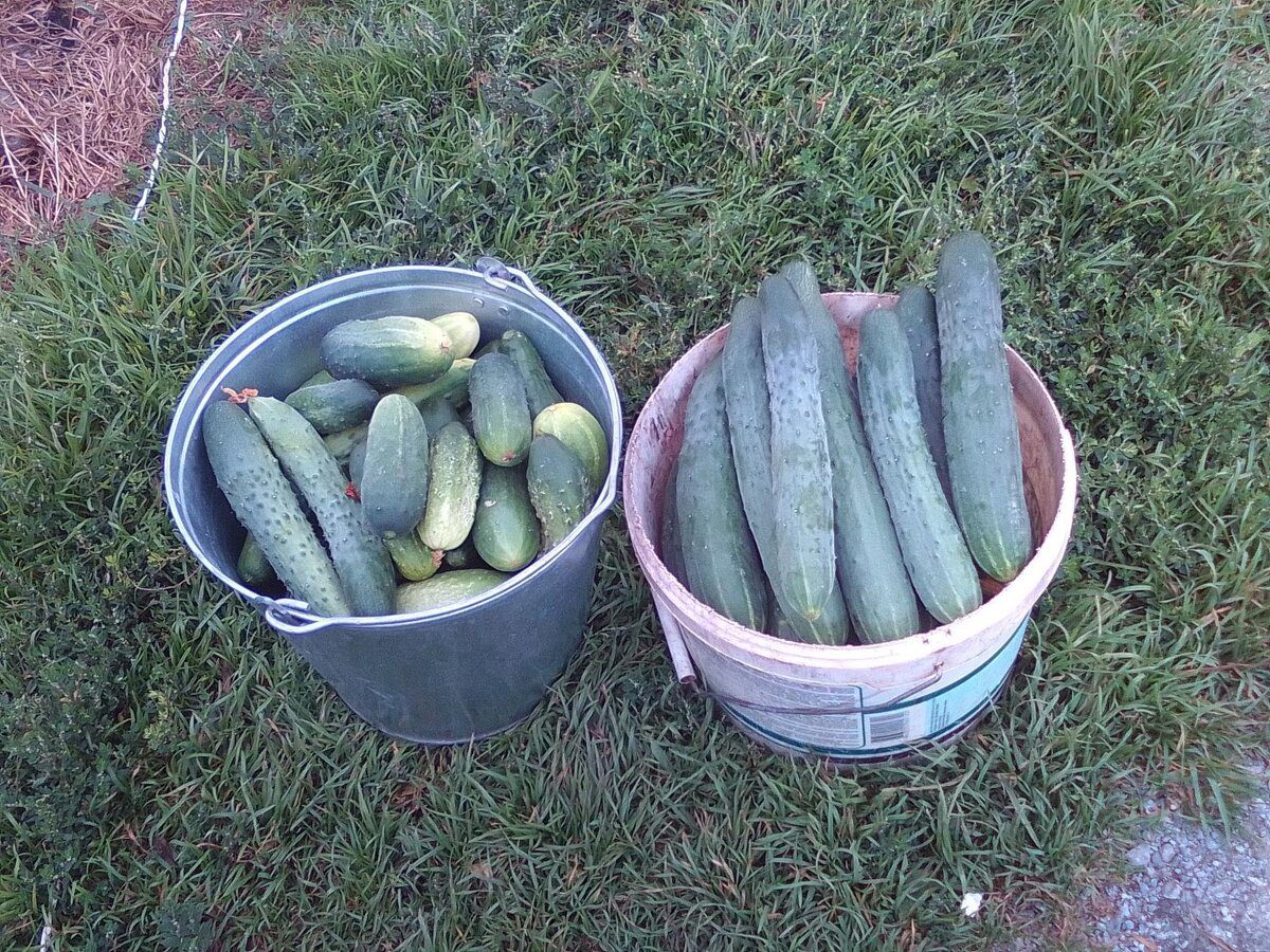 Городники розповіли, яке добриво внести під кущі огірків, якщо плоди раптово почали кривитись