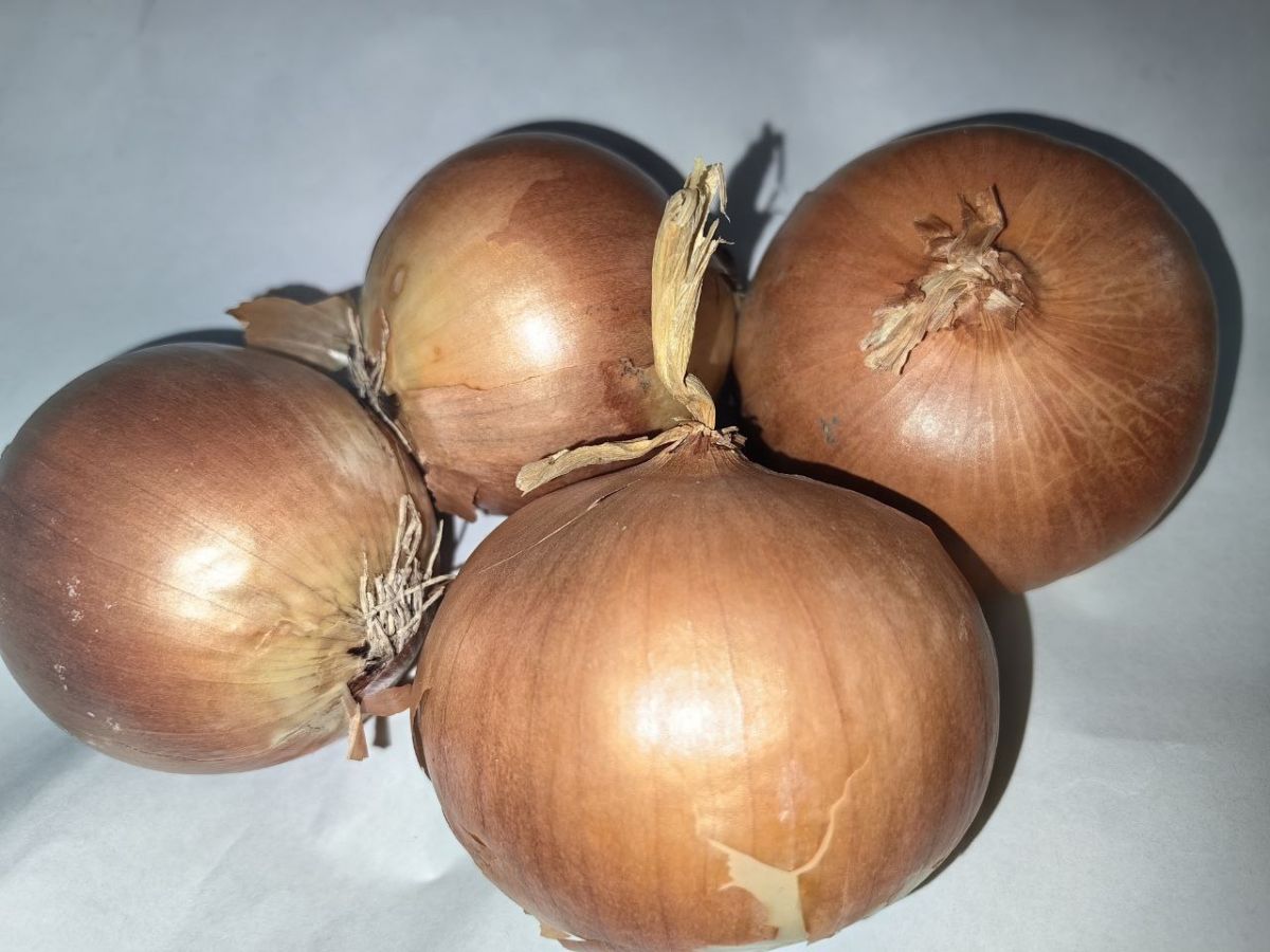 Експерти пояснили, як правильно збирати врожай цибулі, аби плоди довго зберігались