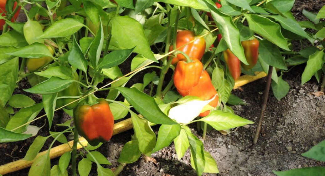 У серпні перець лише на це й чекає: 1 склянка на 10 л – і збираю гарний, багатий та м’ясистий урожай 