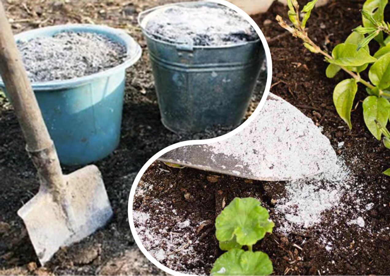 Експерти розповіли, як правильно використовувати золу на городі