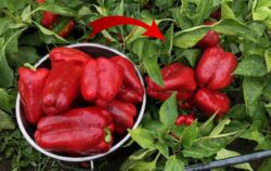 Городники назвали спосіб сходження перцю зі старого насіння 
