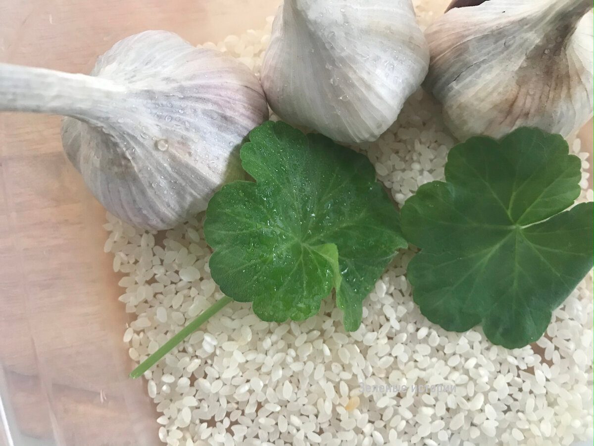 Експерти розповіли, як правильно зберігати часник, аби він не псувався протягом довгого періоду