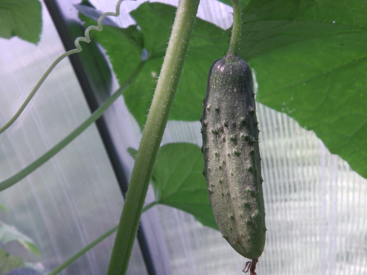 Городники розповіли, яке добриво внести під кущі огірків, якщо плоди раптово почали кривитись