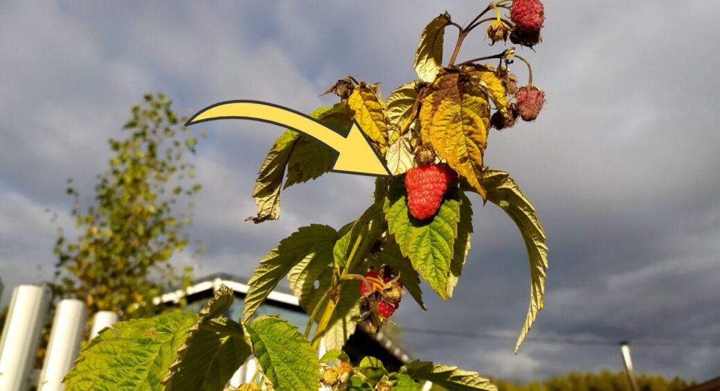Для другої хвилі плодоношення обрізаю малину “по-особливому”: +7 кг ягід – це правило працює в 90% випадків 