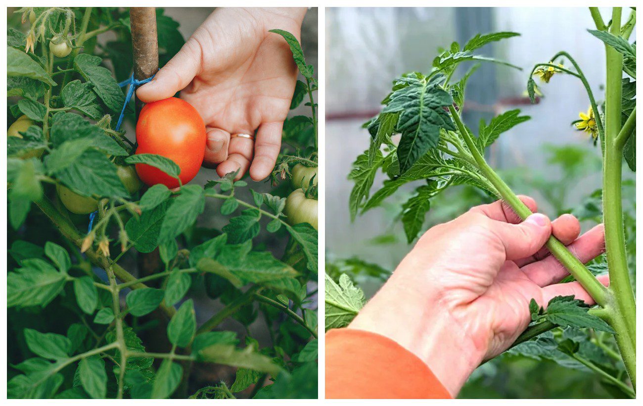 Як підрізати томати правильно