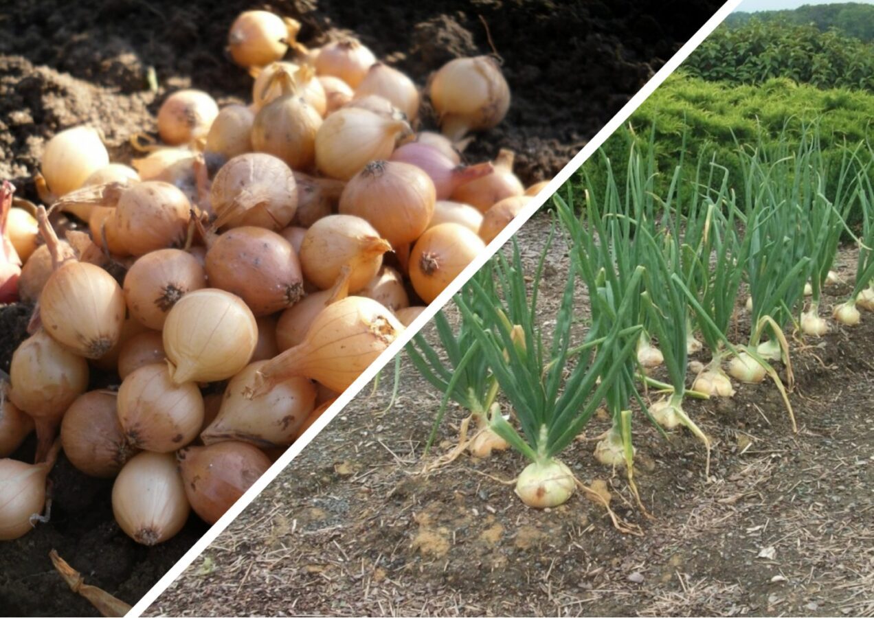 Яке добриво покращує смак цибулі у липні