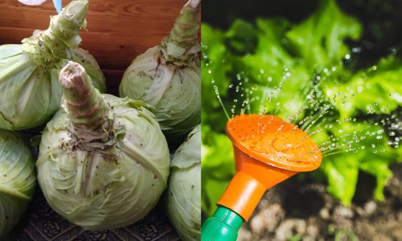 Як зробити качани капусти щільними