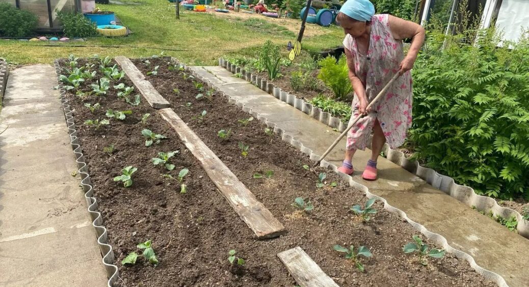 Сіємо томати і це одночасно – 1 трюк від городника: ґрунт оживає, бур’яни зникають, а врожай вражає всіх! 