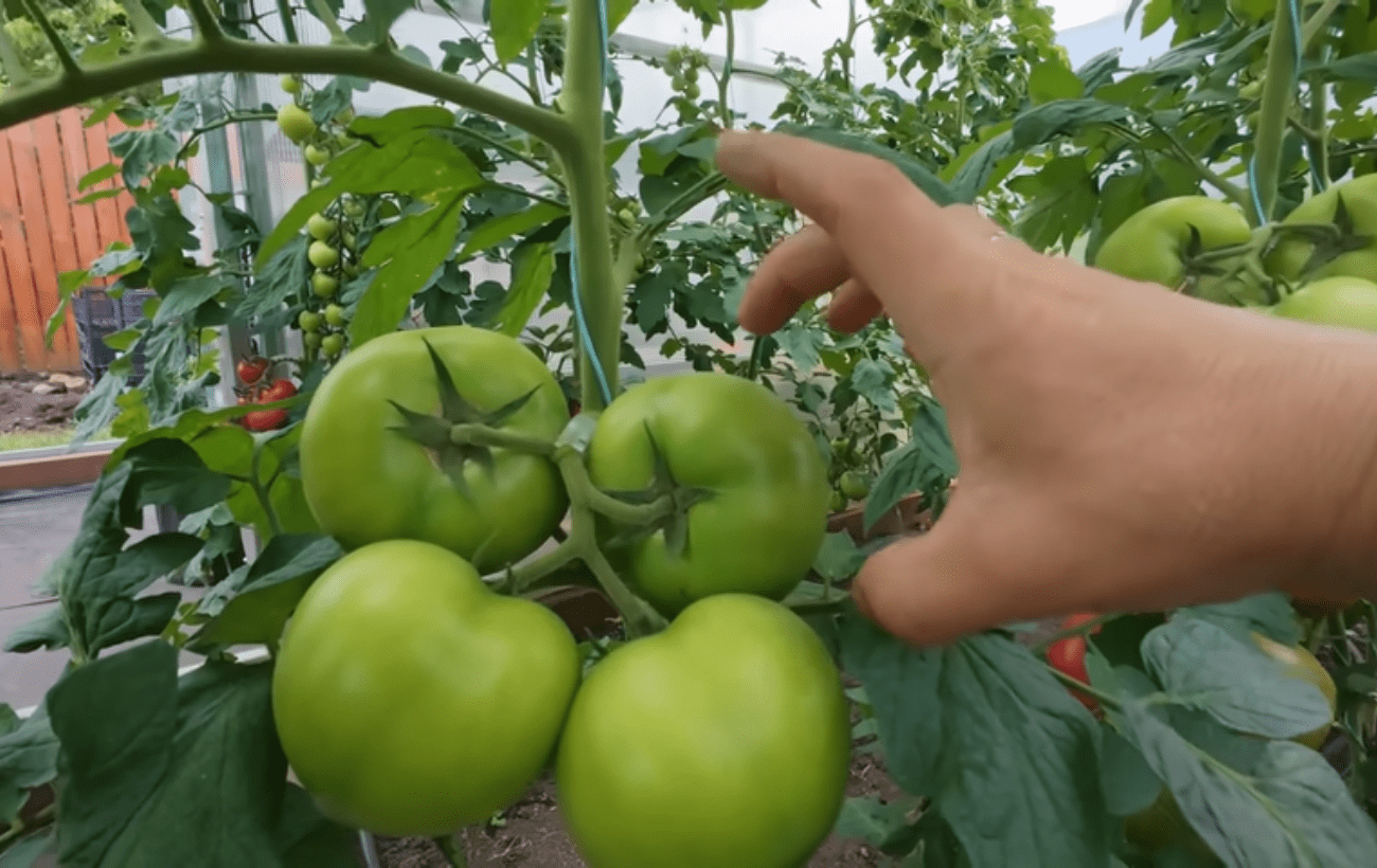 Городники розповіли про нюанси вирощування високорослих томатів