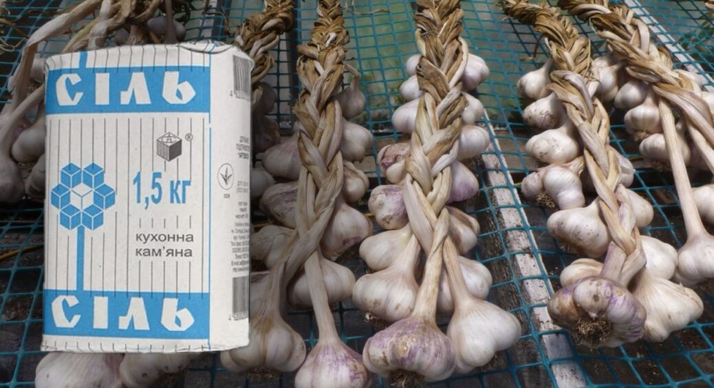 Часник лежить по 9 місяців – і жодна голівка не гниє: все завдяки правильній підготовці у липні за 15 хвилин 