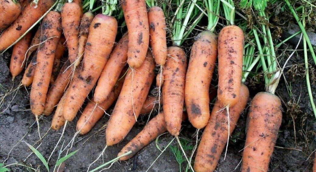 Виконую 4 основних пункти – і морква лежатиме аж до наступного року хрустка, соковита й дуже солодка 