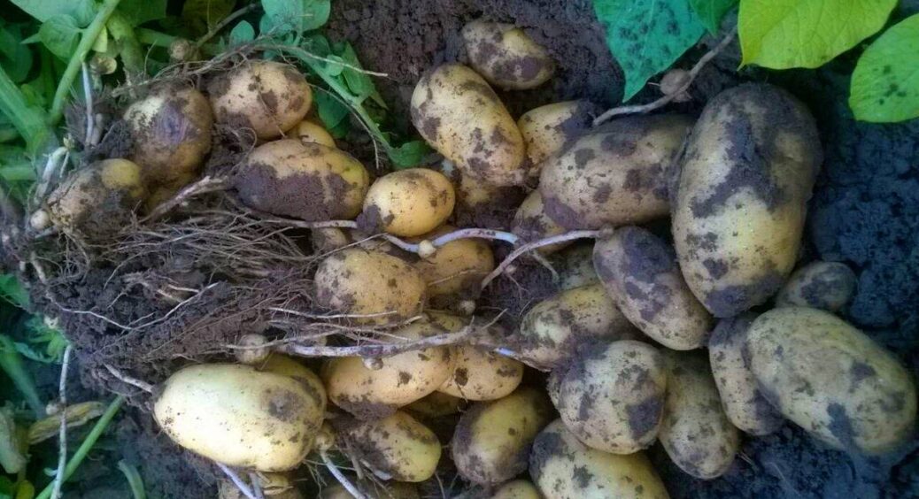 Досвідчена городниця з мого села вирощує 2 сорти картоплі без жодного жука: я спитала, які – розказую 