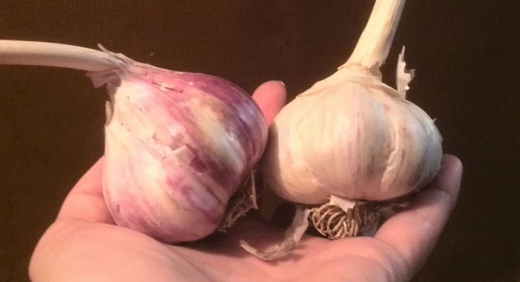 Не лише часник: 5 культур, які можна посадити на дачі під зиму для багатого врожаю – багато хто й не знає 