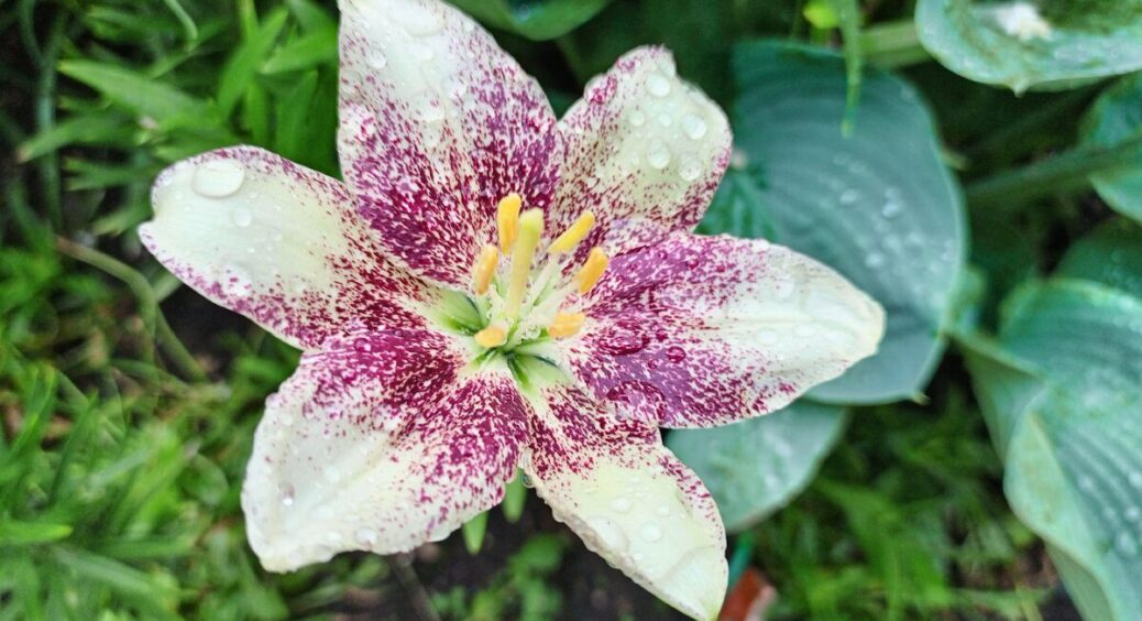 Посадила лілії восени на “подушку” з піску та золи – цвітуть 3 роки поспіль без догляду: секрет у глибині 