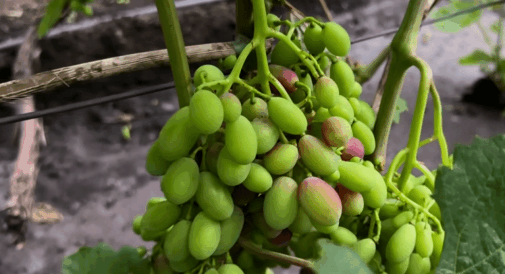 Ледве стримала себе від відра — і правильно зробила: коли спека під 40° виноград потребує і води, і розуму 