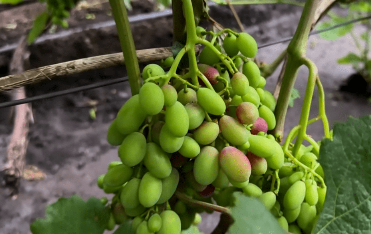 Садівники порадили, як поливати виноград у спеку