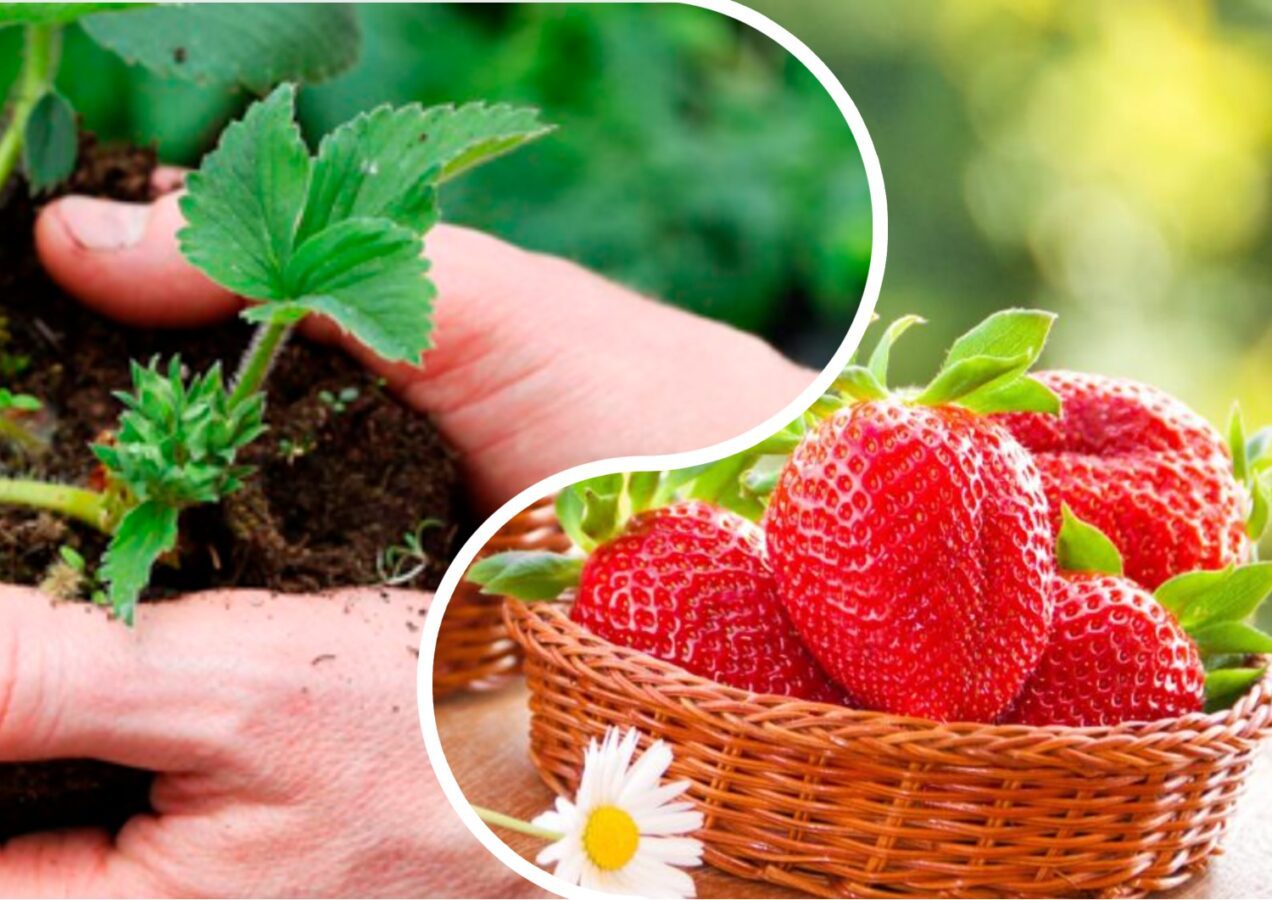 Садівники розповіли, що потрібно для закладання майбутнього врожаю полуниці