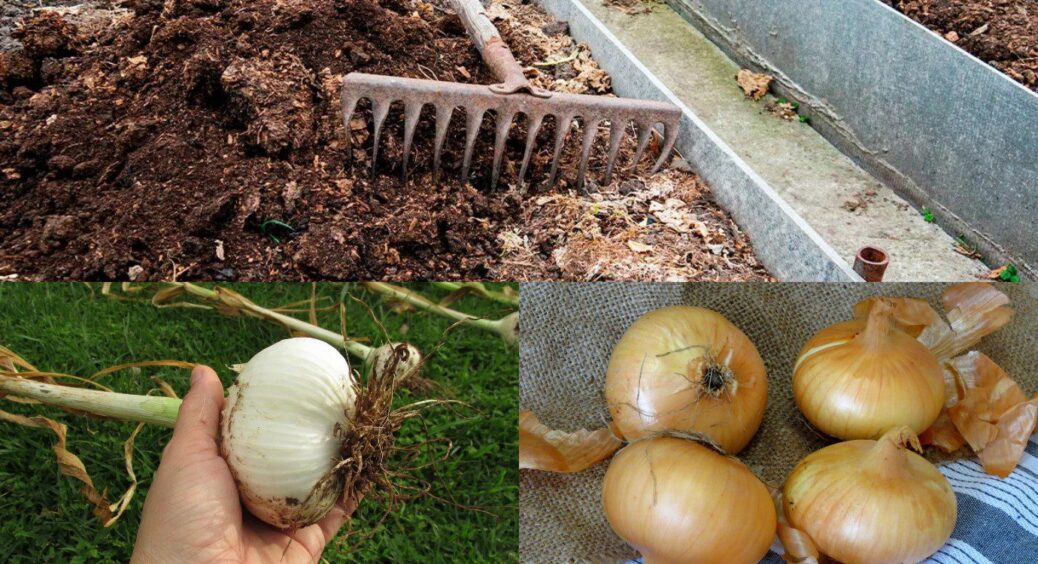 Цибуля виростає більшою за картоплю всього за 45 днів: замість магазинних добрив беру це з 2 компонентів 
