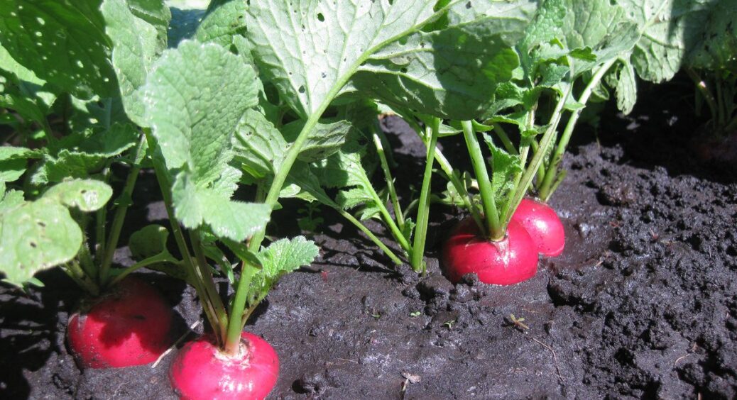 Як за 27 днів виростити редис у серпні: 3 сорти, які дадуть урожай до перших заморозків 