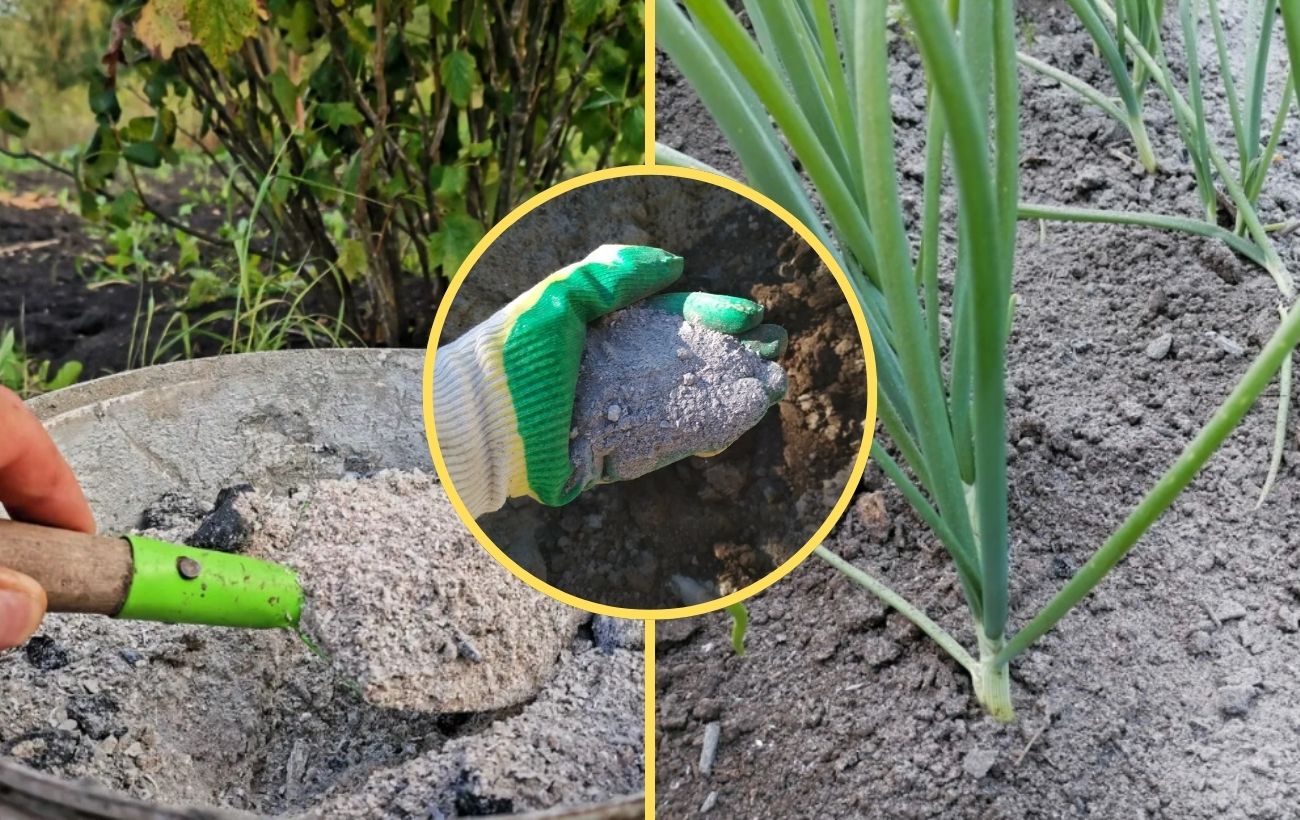 Як використовувати золу для удобрення ділянки