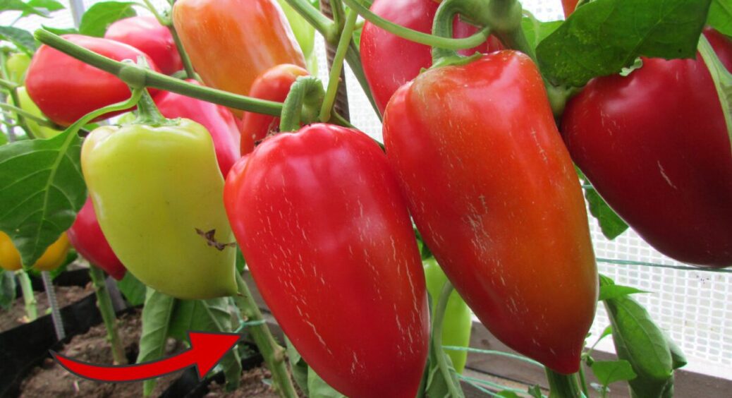 Встигніть обірвати листя на перці до 26 липня: 1 хитра дія – і з кожного куща зберете на 5 кг більше врожаю 