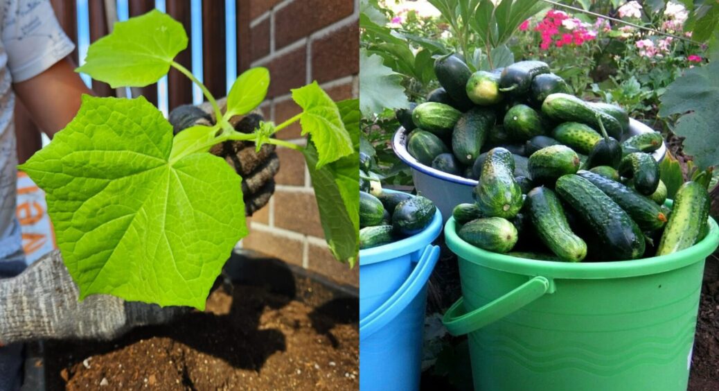 Ніхто не вирощує огірки, як японці: замість українського чорнозему – 2-3 жменьки тирси. Хитрість на 1000000 