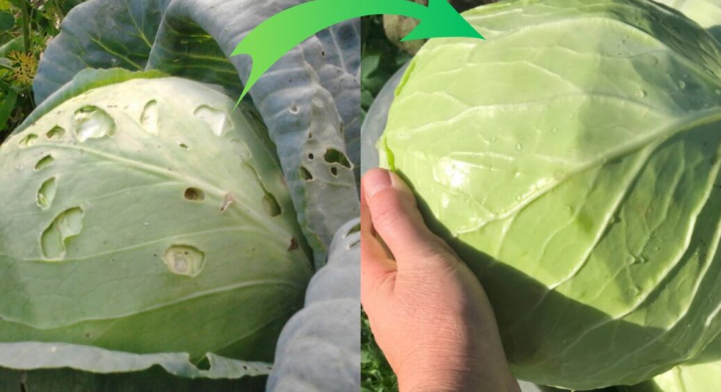 Звільнила капусту від хрестноцвітної блішки “бабусиним способом”: за 2 обробки захистила врожай на сезон 