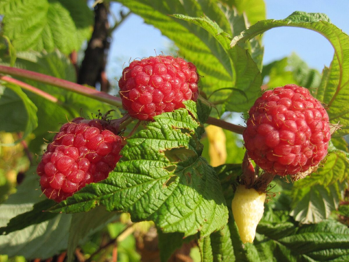Садівники розповіли, яке добриво обрати для формування солодких і соковитих ягід малини