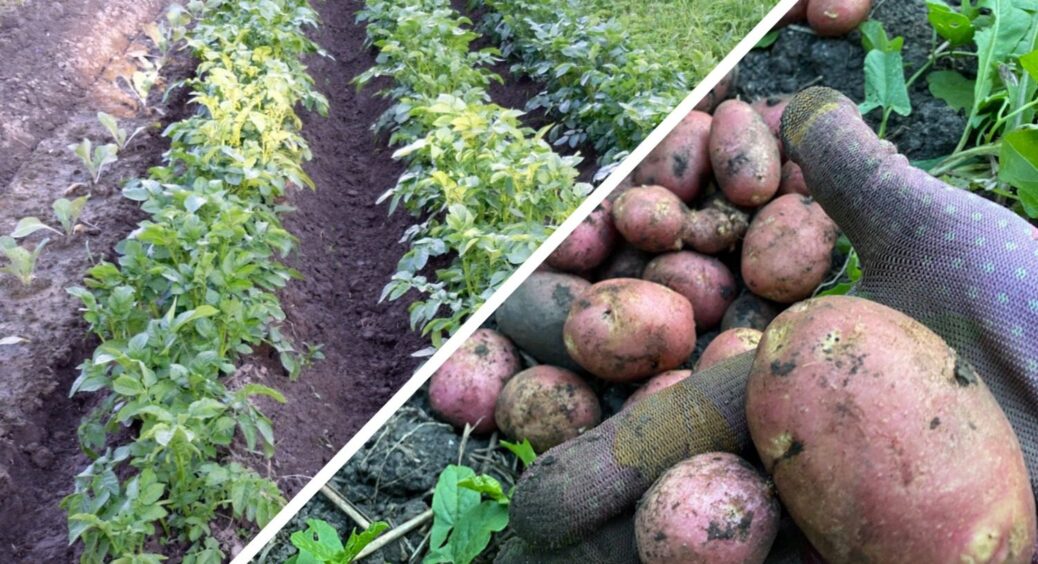 Чи варто обрізати ботву картоплі перед збором: бабуся за 1 хв розставила всі крапки над “і” в цьому питанні 