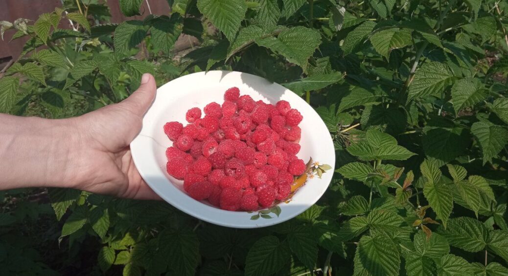 Взялася обрізати малину восени – знайшла личинок всередині стебел: палю гілки, не залишаю у компості жодної 