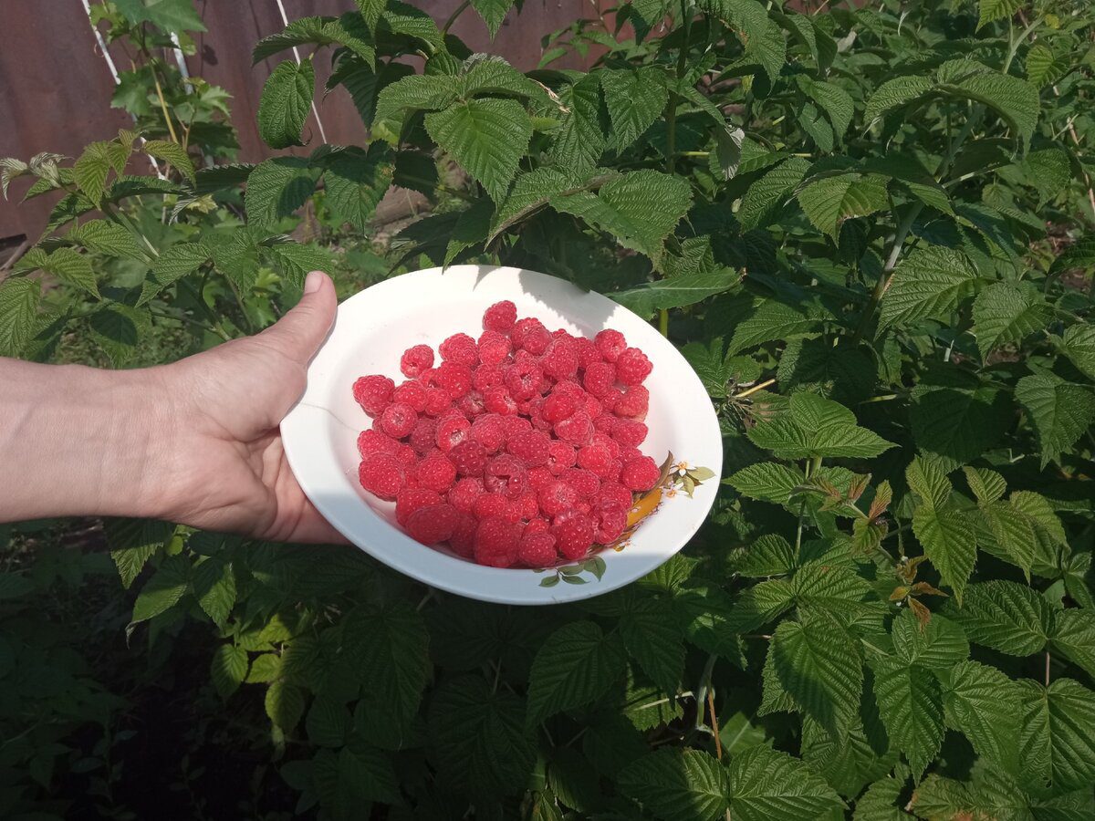 Експерти розповіли, як правильно доглядати за малиною восени 