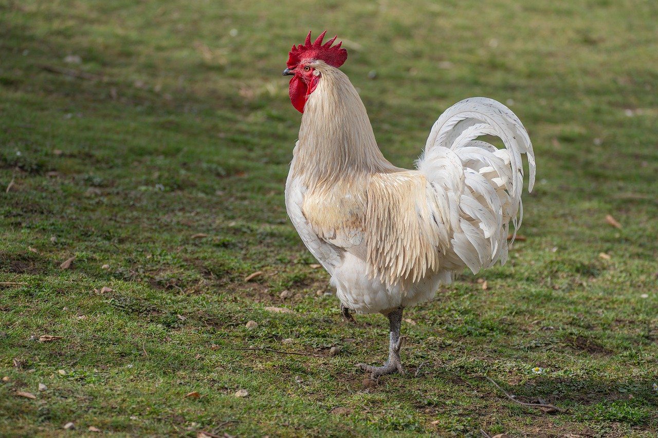 Експерти пояснили, що потрібно зробити з курями, якщо вони несподівано почали лисіти