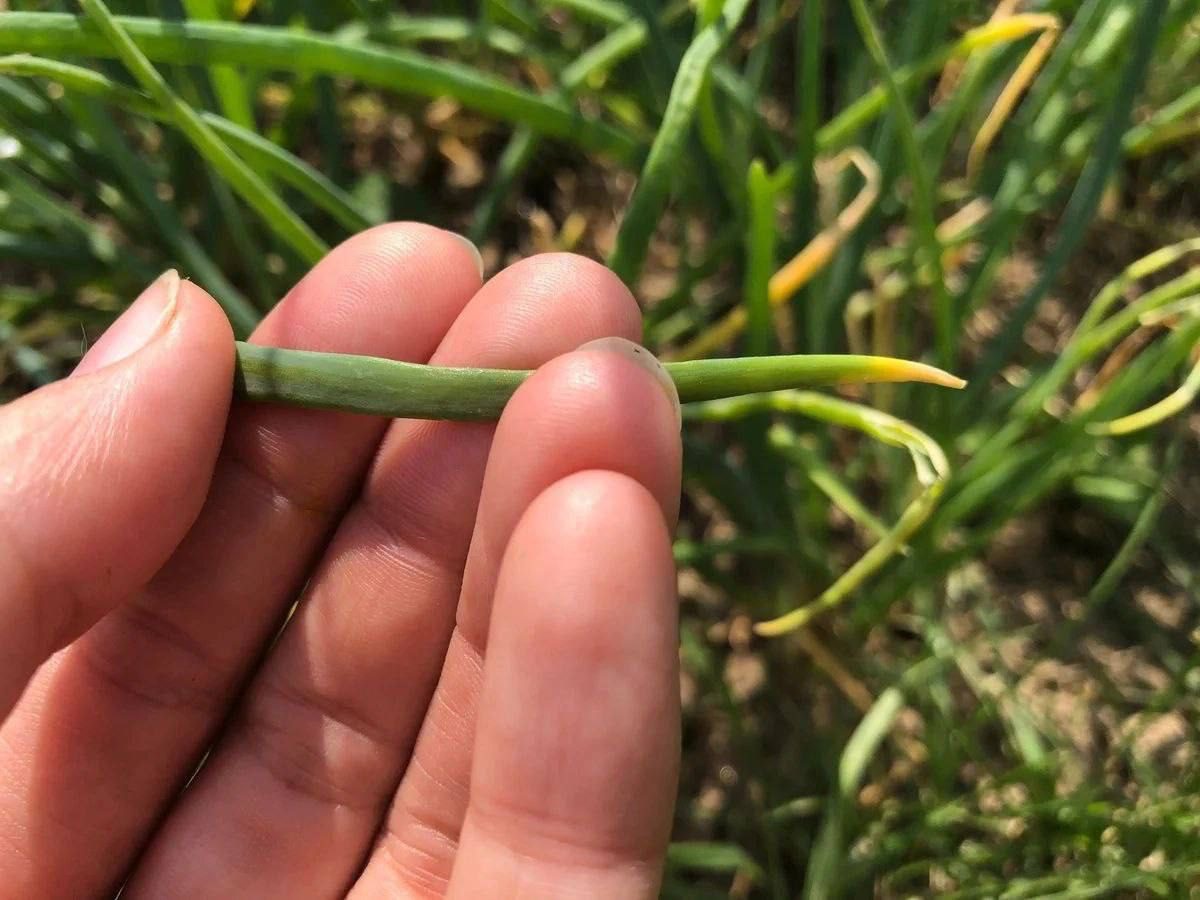 Експерти пояснили, як правильно вирощувати цибулю на перо всього за 2 тижні без клопоту