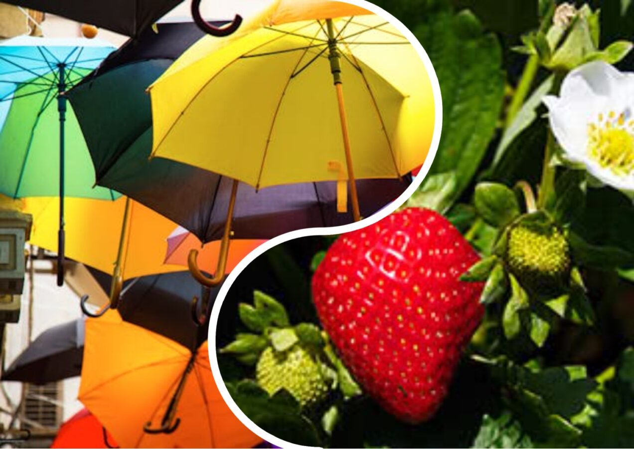 Садівники розповіли, як врятувати полуницю від спеки