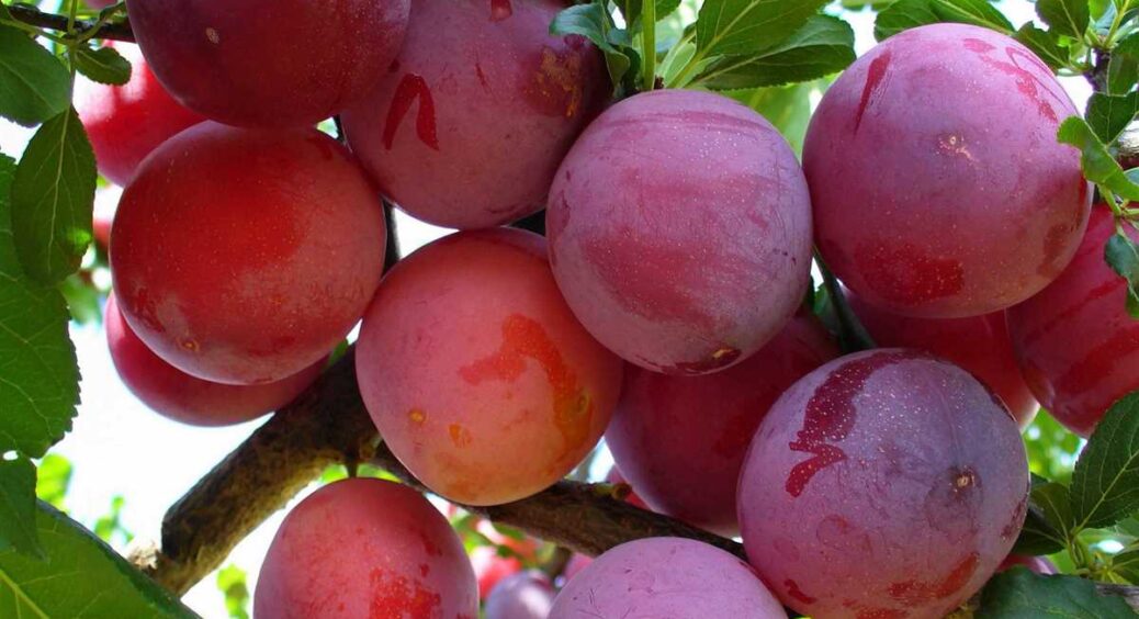 Подруга поділилася 1 хитрістю, як зберегти сливи від надокучливих ос: врожай залишився неушкодженим до збору 