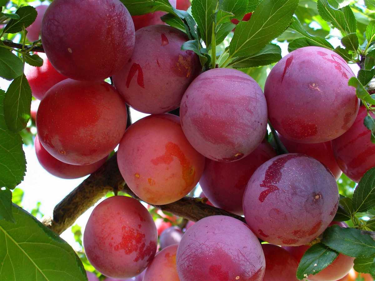 Городника пояснили, як захистити сливи від ос 