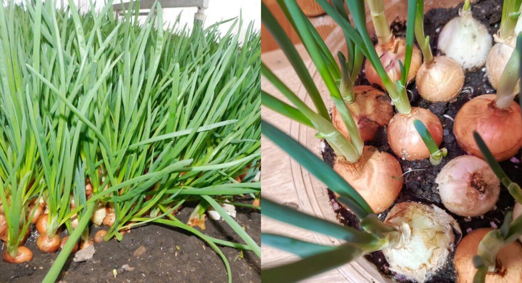 Вирощую цибулю “на перо” всього за 15 днів: соковита зелень виростає у 3 рази швидше, ніж у сусідів 