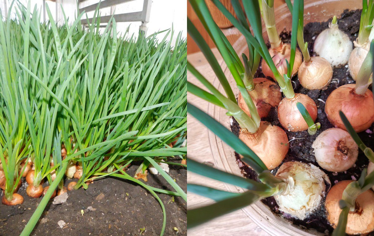 Як швидко виростити цибулю на перо