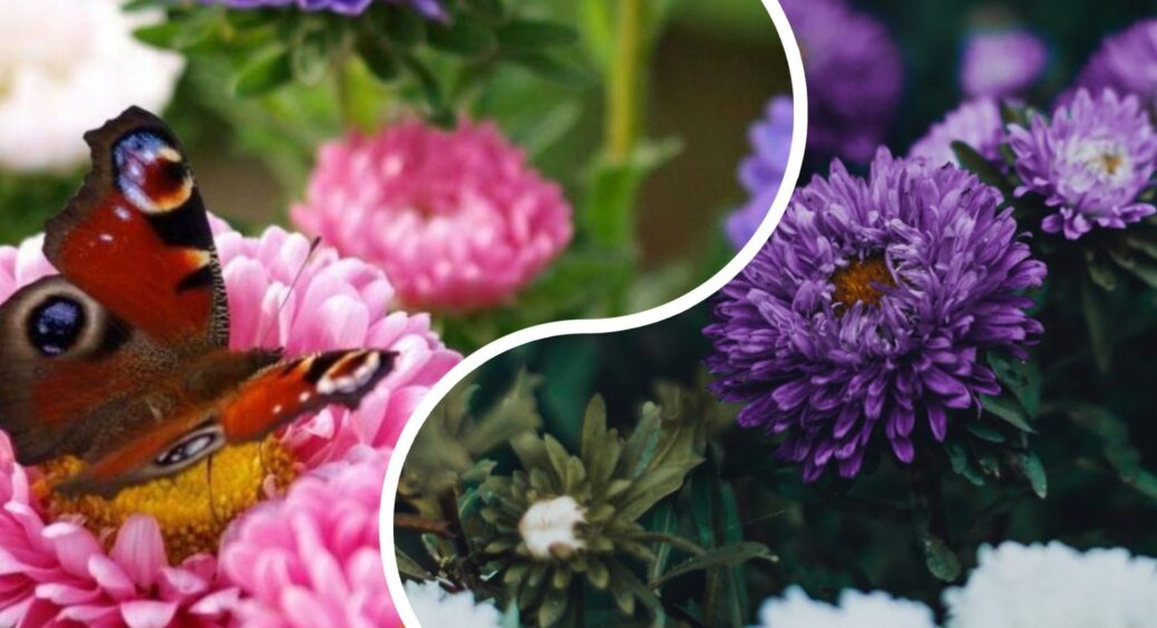 У когось айстри як ромашки, а мої – справжні зірки: 7 правил догляду, щоб у сусідів щелепи відпали 