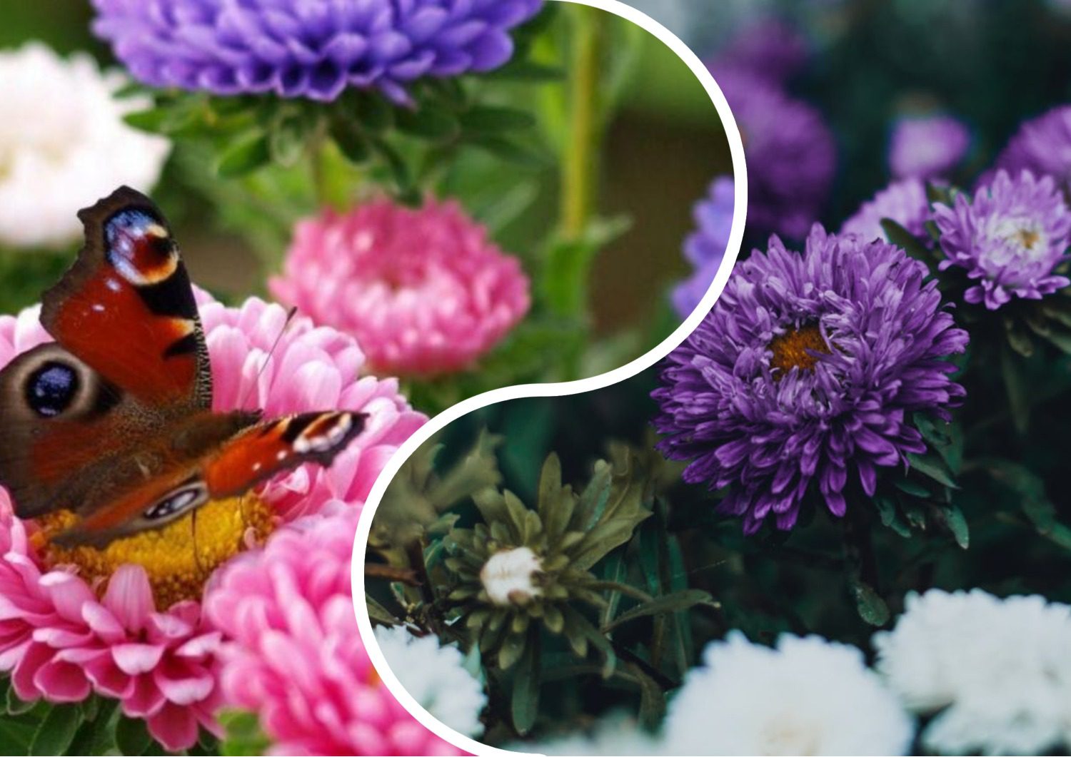 Квітникарі поділилися способами посіву айстр під зиму