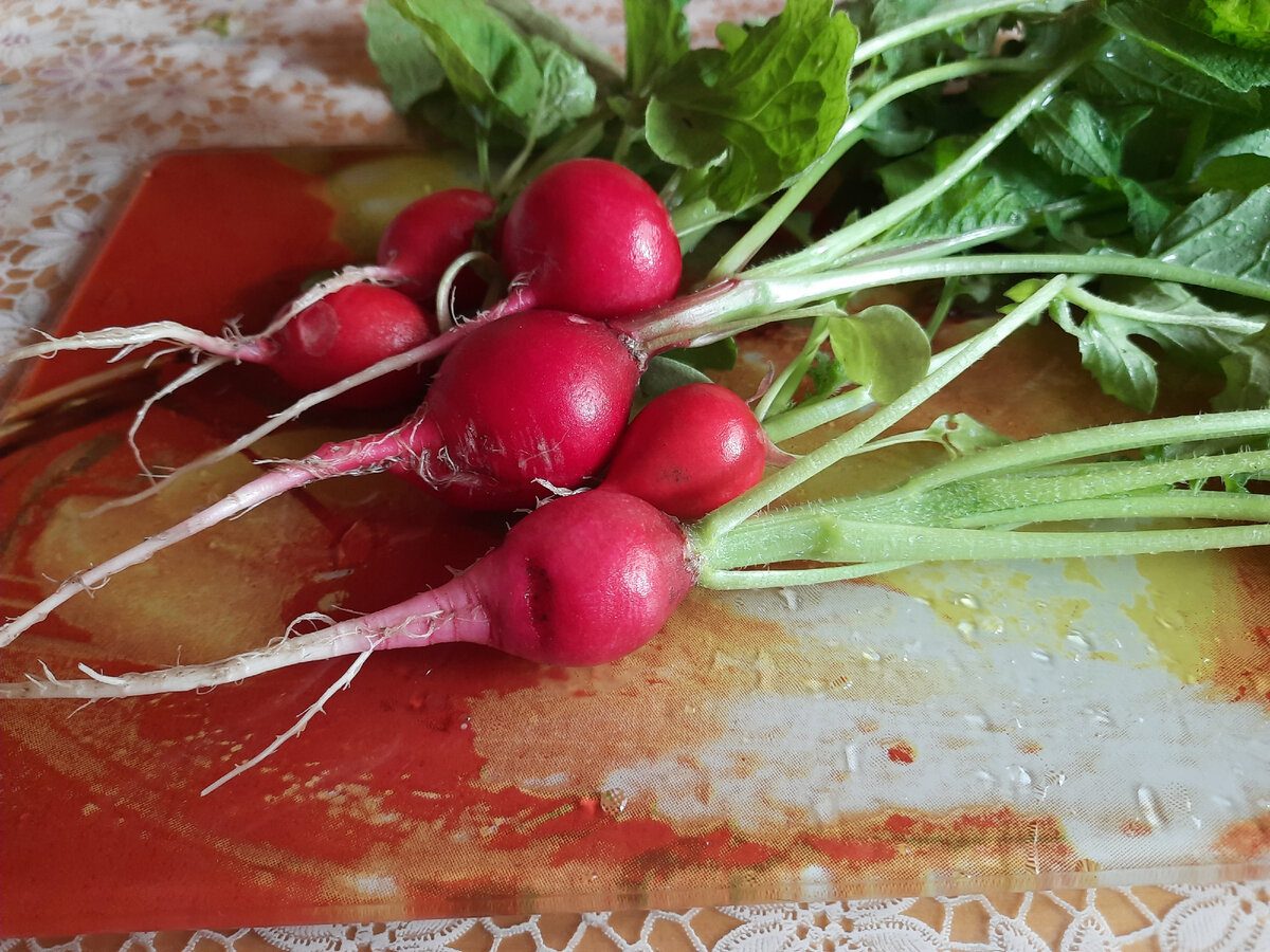 Експерти розповіли, як посадити редиску, аби вона не стрілкувалась у липні – секретний спосіб