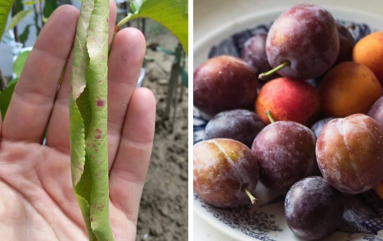 Що робити, якщо листя на сливі закручується