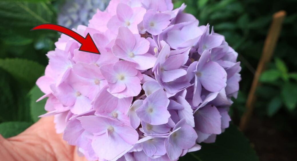 Поливаю гортензію “кислою водою” кожні 14 днів: цвітіння триває аж до жовтня замість “хирлявих” 2 тижнів 
