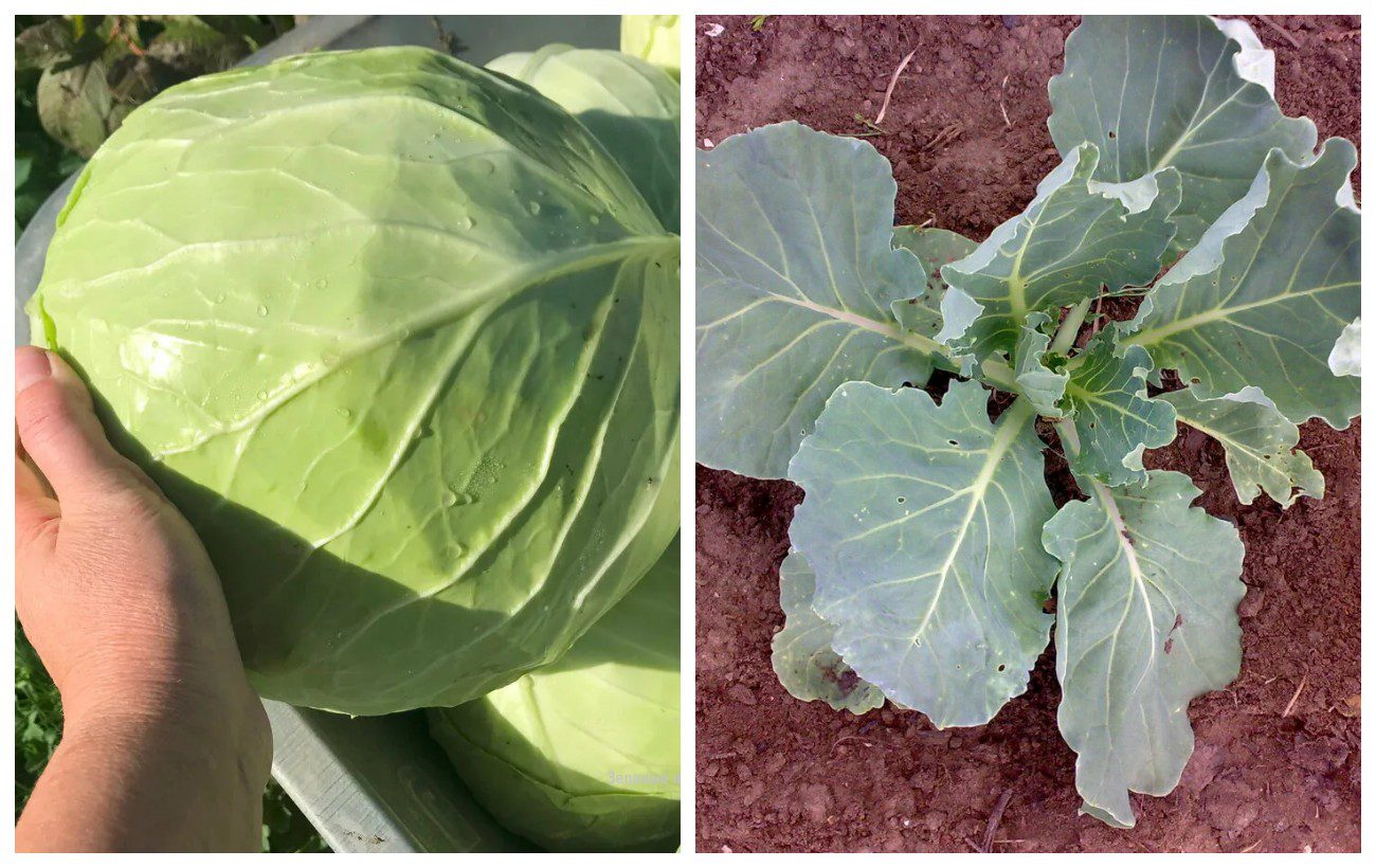 Як підживити капусту для зав'язування качанів