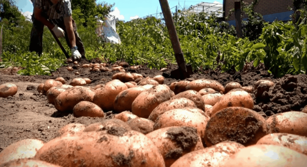 Картопля зібрана — що далі: посійте 7 рослин, щоб нагодувати себе і землю, а бур’янам сказати “чао!” 