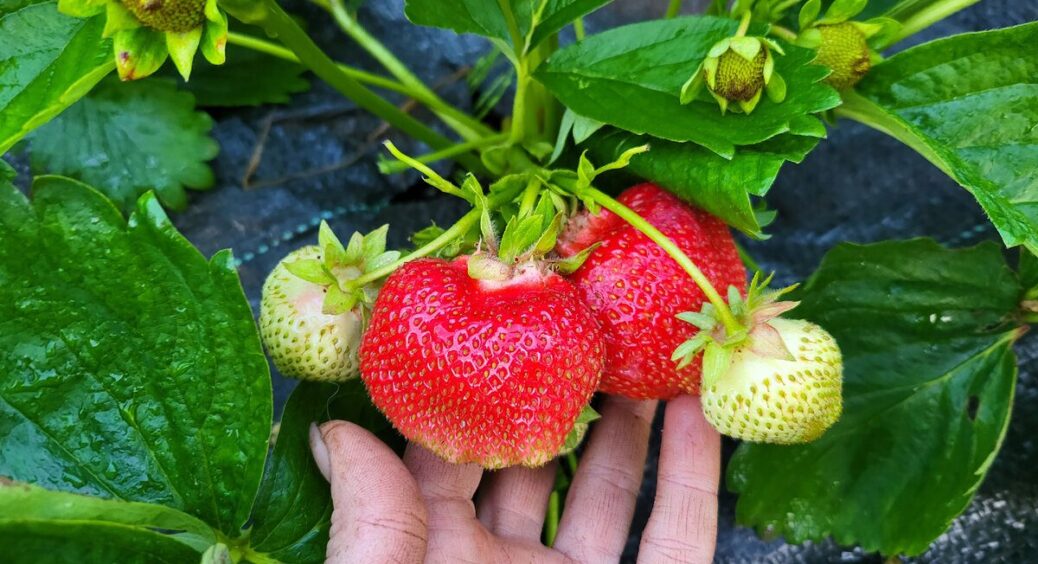 Полуниця давала жменю ягід, поки не зробили “обрізку” вусів – тепер з кожного куща вимахує по 6 розеток 