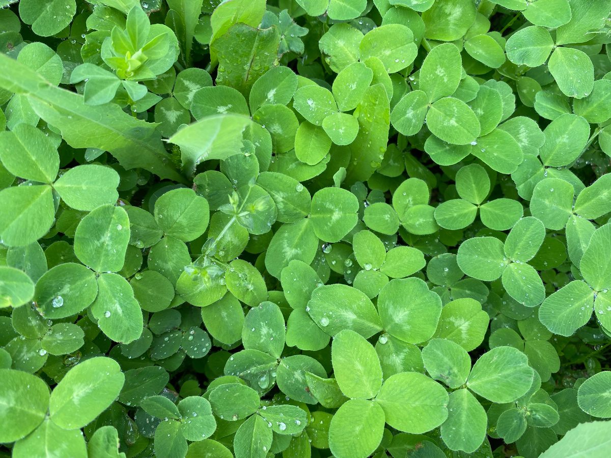 Експерти розповіли, які сидерати посіяти у липні, аби покращити структуру ґрунту на ділянці