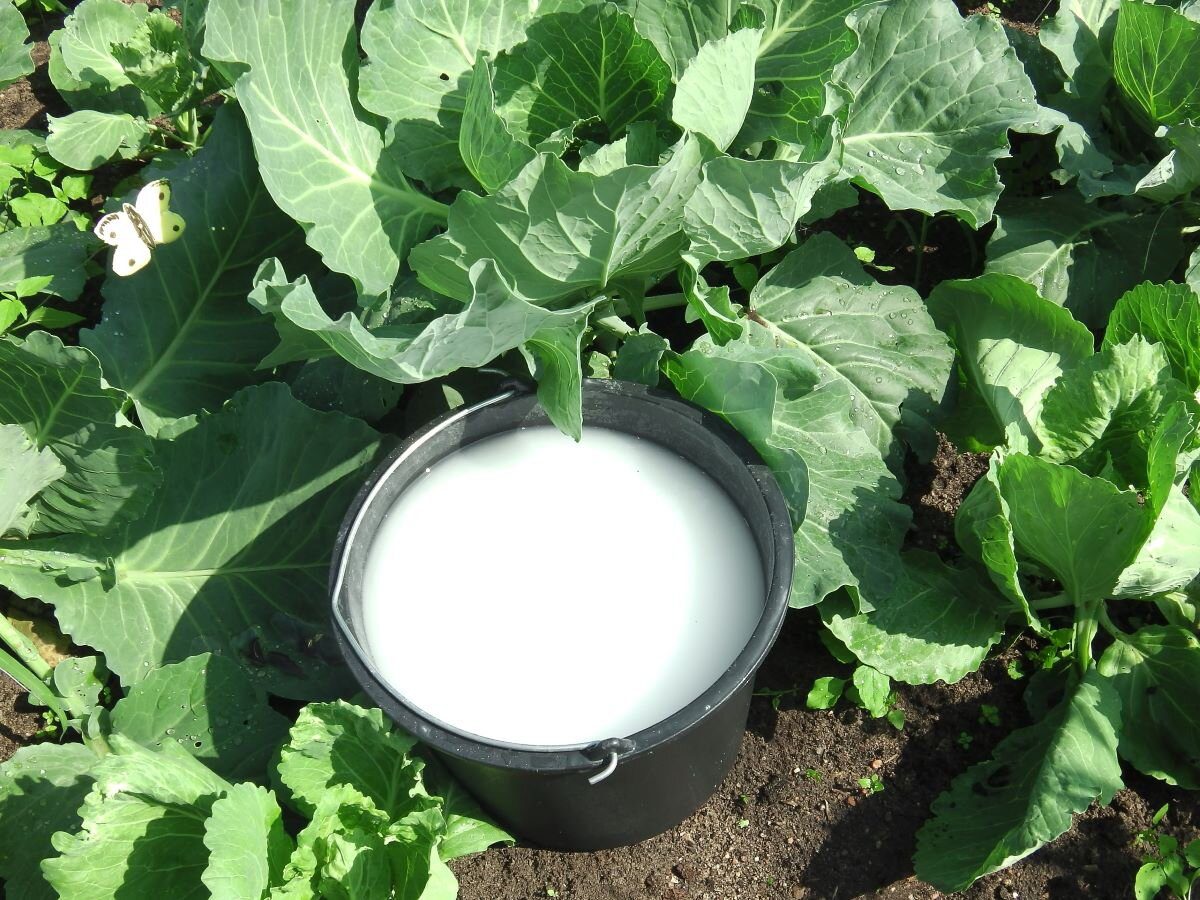 Експерти розповіли, яке добриво найкраще підійде для капусти – після нього врожайність висока